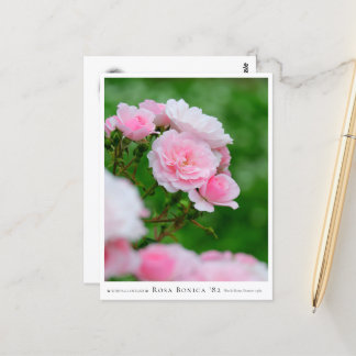 Carte Postale Rosa Bonica '82