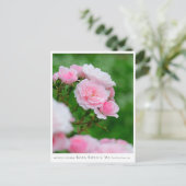 Carte Postale Rosa Bonica '82 (Debout devant)