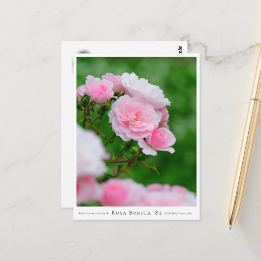 Carte Postale Rosa Bonica '82 (Devant/Arrière en situation)