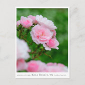 Carte Postale Rosa Bonica '82 (Devant)