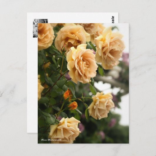 Carte Postale Rosa Butterscotch (Devant / Derrière)