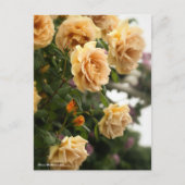 Carte Postale Rosa Butterscotch (Devant)