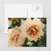 Carte Postale Rosa Butterscotch (Devant / Derrière)