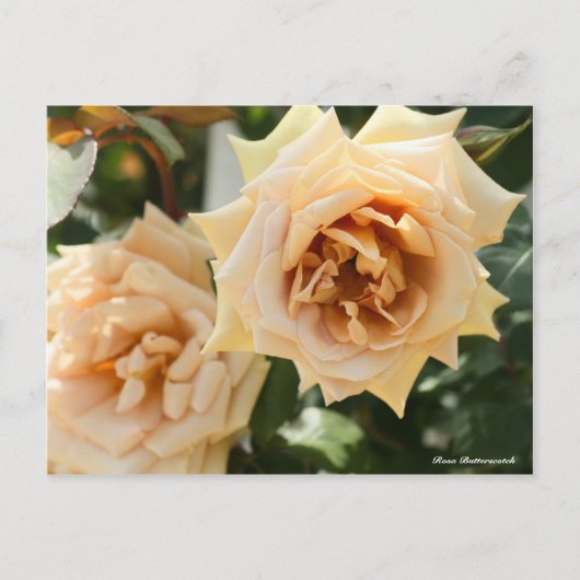 Carte Postale Rosa Butterscotch (Devant)