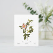 Carte Postale Rosa canina grandiflora (Debout devant)