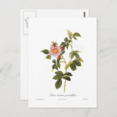 Carte Postale Rosa canina grandiflora (Devant / Derrière)