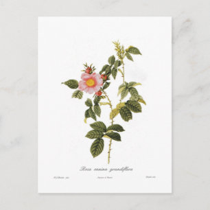 Carte Postale Rosa canina grandiflora