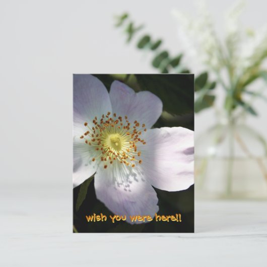 Carte Postale Rosa Canina - Rose de chien (Debout devant)