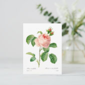Carte Postale Rosa centifolia (Debout devant)