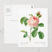 Carte Postale Rosa centifolia (Devant / Derrière)
