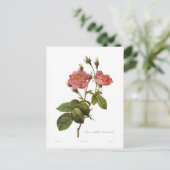 Carte Postale Rosa centifolia anemonoides (Debout devant)