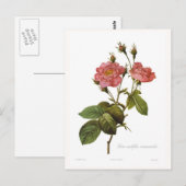 Carte Postale Rosa centifolia anemonoides (Devant / Derrière)