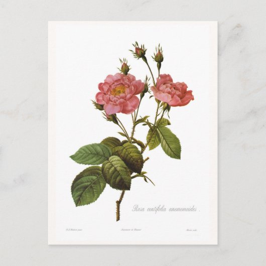 Carte Postale Rosa centifolia anemonoides (Devant)