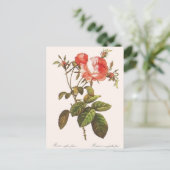 Carte Postale Rosa Centifolia Foliacea (Debout devant)