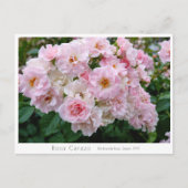 Carte Postale Rosa Cerezo (Devant)