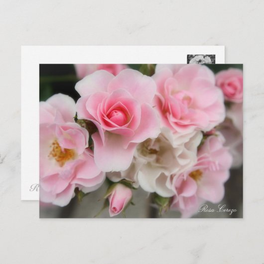 Carte Postale Rosa Cerezo (Devant / Derrière)