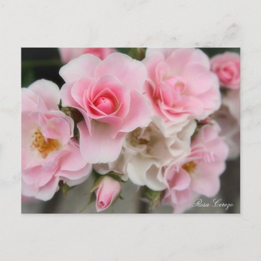 Carte Postale Rosa Cerezo (Devant)