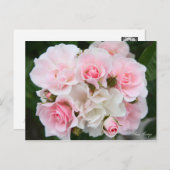 Carte Postale Rosa Cerezo [Carte postale] (Devant / Derrière)