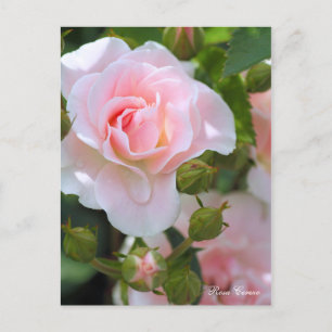 Carte Postale Rosa Cerezo [Carte postale]