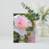 Carte Postale Rosa Cerezo [Carte postale] (Debout devant)