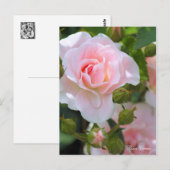 Carte Postale Rosa Cerezo [Carte postale] (Devant / Derrière)
