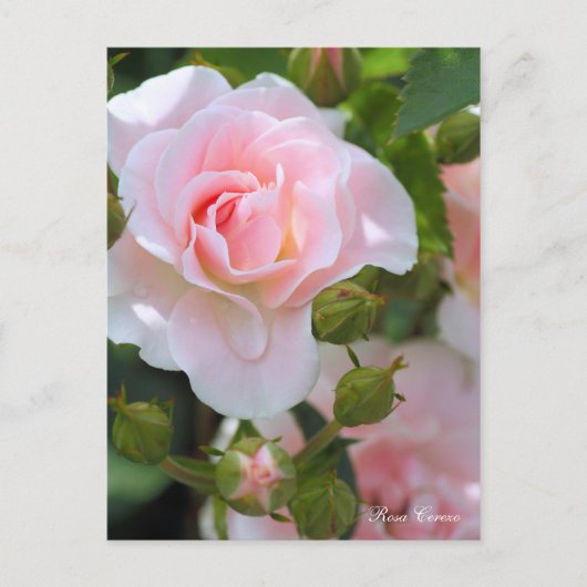 Carte Postale Rosa Cerezo [Carte postale] (Devant)
