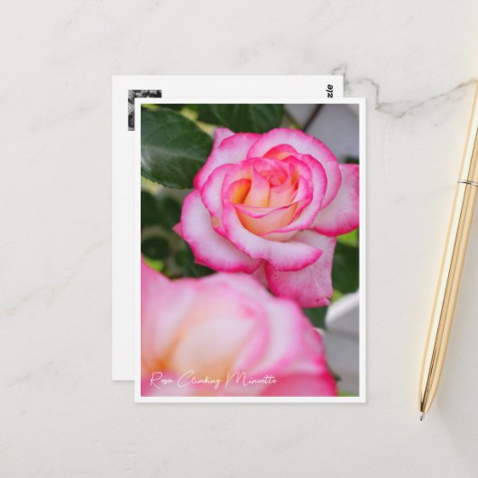 Carte Postale Rosa Climbing Minuette (Devant/Arrière en situation)