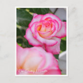 Carte Postale Rosa Climbing Minuette (Devant)