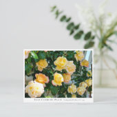 Carte Postale Rosa Climbing Peace (Debout devant)