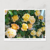 Carte Postale Rosa Climbing Peace (Devant)