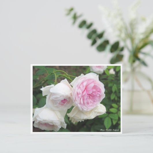 Carte Postale Rosa Clotilde Soupert (Debout devant)