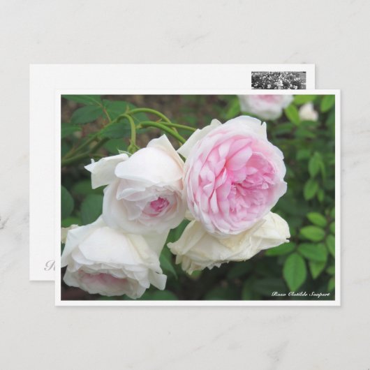 Carte Postale Rosa Clotilde Soupert (Devant / Derrière)