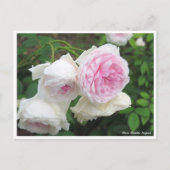 Carte Postale Rosa Clotilde Soupert (Devant)