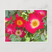 Carte Postale Rosa Cocktail (Devant)