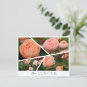 Carte Postale Rosa Confiture (Debout devant)
