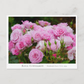 Carte Postale Rosa Cotillion (Devant)