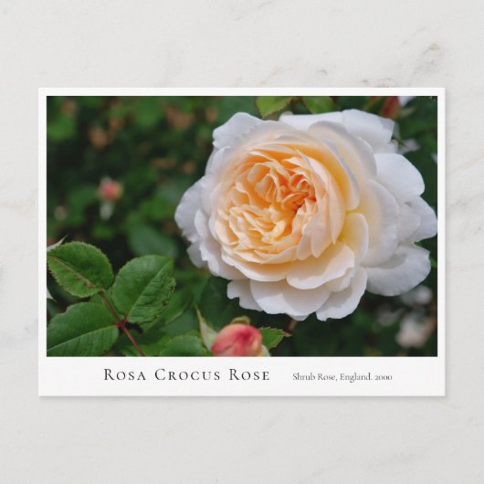 Carte Postale Rosa Crocus Rose (Devant)