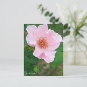 Carte Postale Rosa Dainty Bess [Carte postale] (Debout devant)