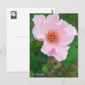Carte Postale Rosa Dainty Bess [Carte postale] (Devant / Derrière)