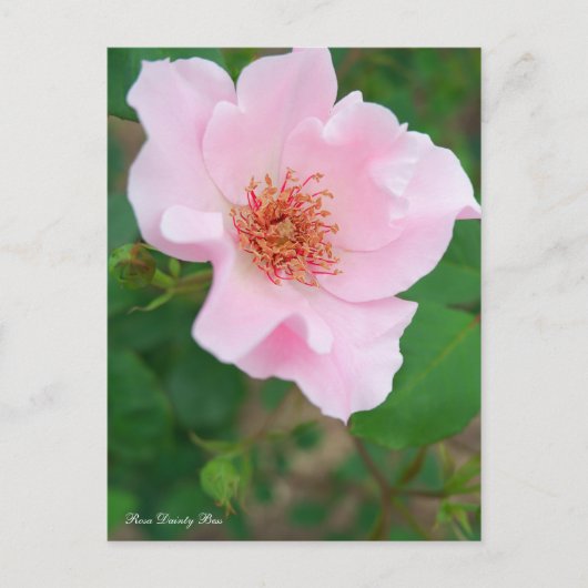 Carte Postale Rosa Dainty Bess [Carte postale] (Devant)
