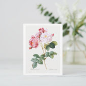 Carte Postale Rosa Damascena (Debout devant)