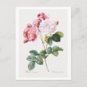 Carte Postale Rosa Damascena (Devant)