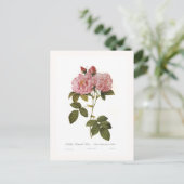 Carte Postale Rosa damascena italica (Debout devant)