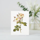Carte Postale Rosa damascena variegata (Debout devant)