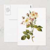 Carte Postale Rosa damascena variegata (Devant / Derrière)