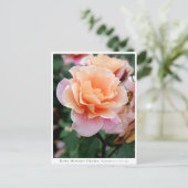 Carte Postale Rosa Distant Drums (Debout devant)