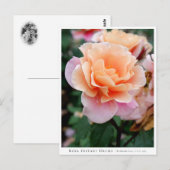 Carte Postale Rosa Distant Drums (Devant / Derrière)