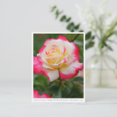 Carte Postale Rosa Double Delight (Debout devant)
