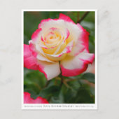 Carte Postale Rosa Double Delight (Devant)