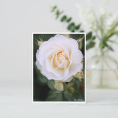Carte Postale Rosa Edelweiss：Postcard (Debout devant)